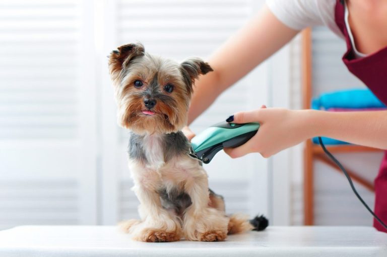 The Significance of Proper Dog Grooming Multimedia Works